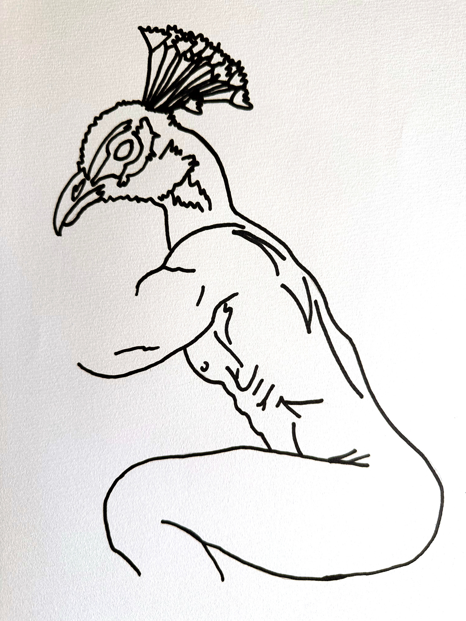 Mythics peacock drawing